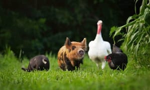 A small pig in front of a group of domestic animals in a rural field