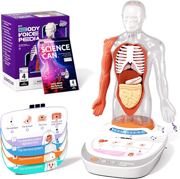 human body model for kids